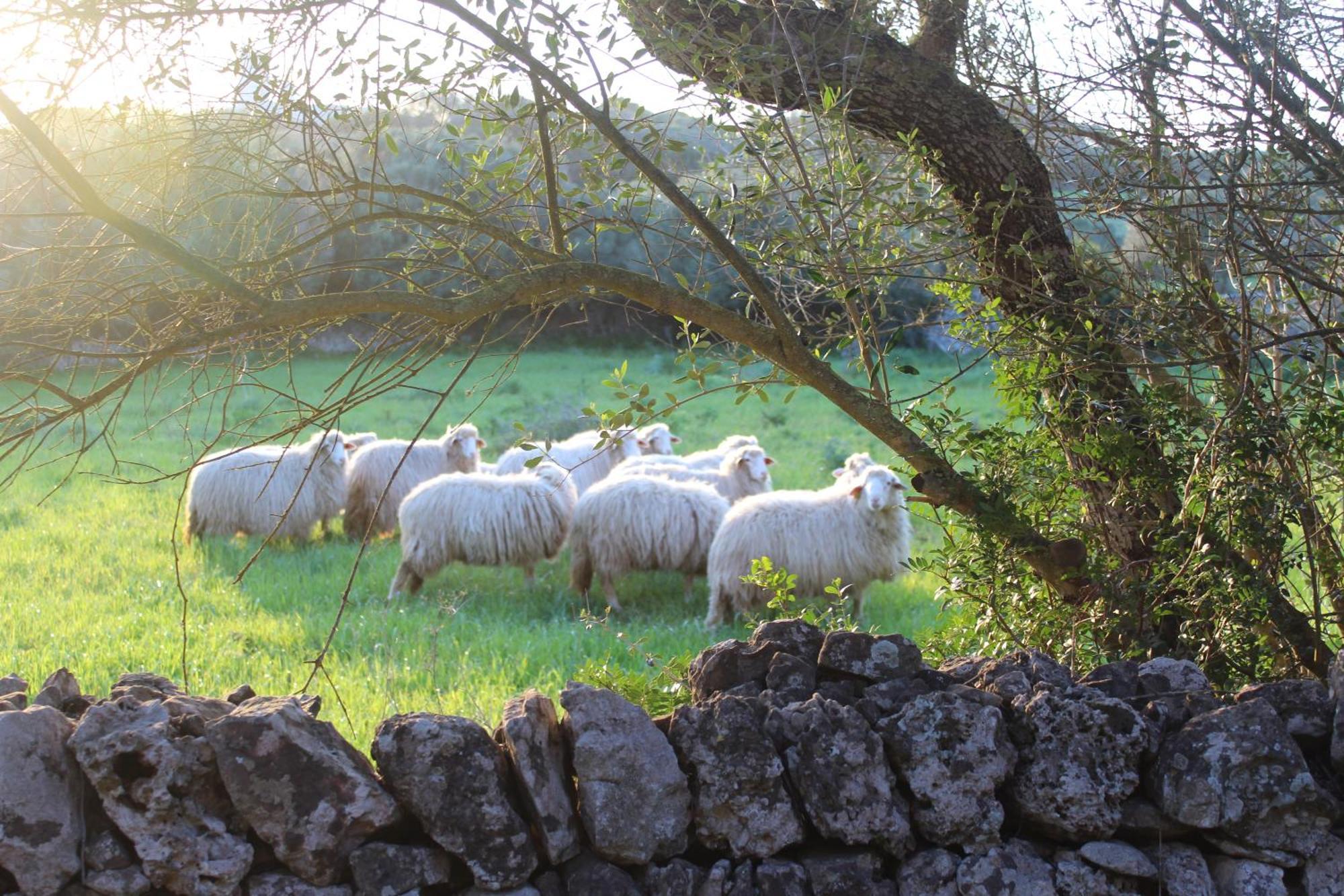 Agroturismo Santa Mariana Alaior Zewnętrze zdjęcie