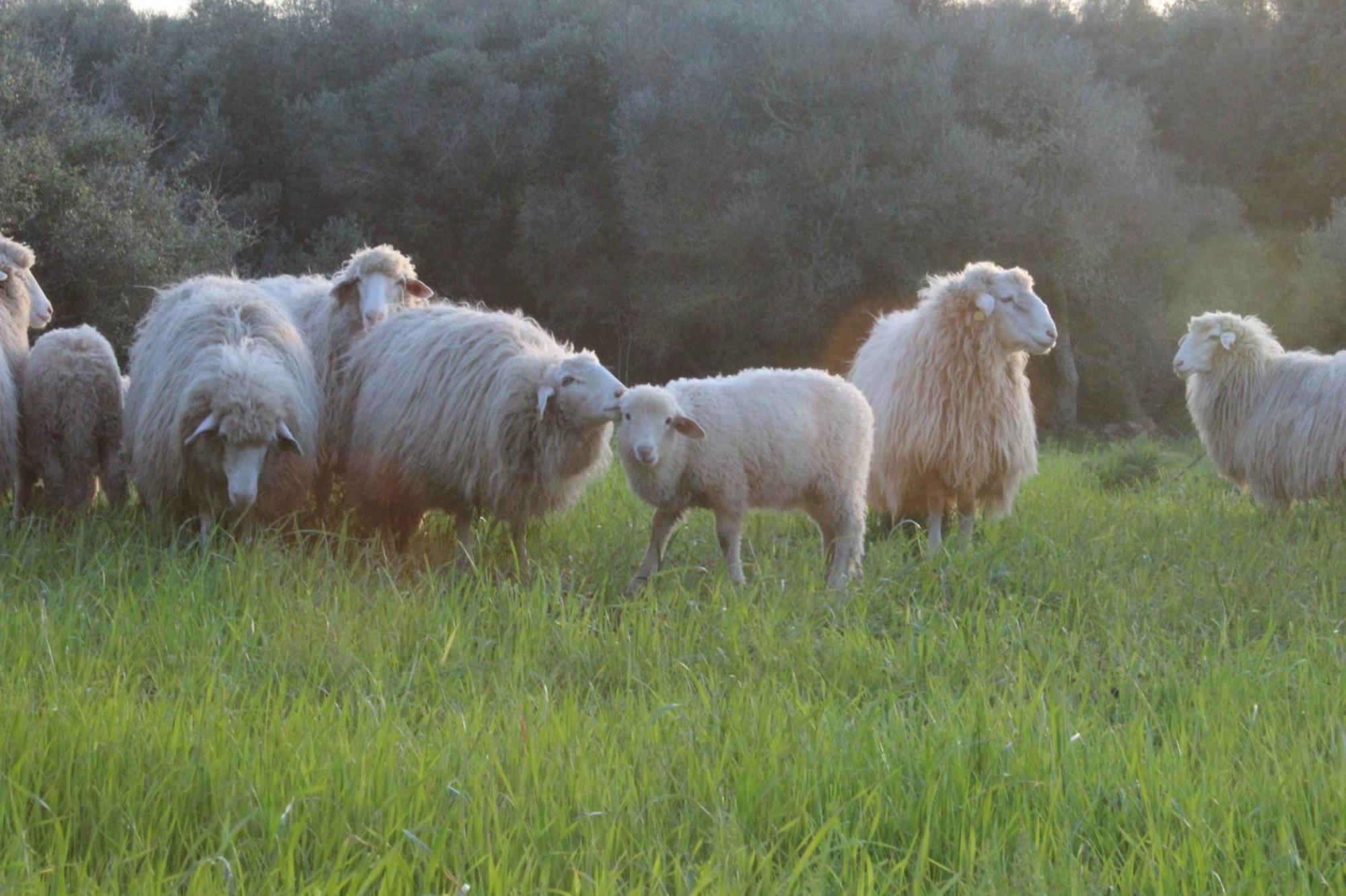 Agroturismo Santa Mariana Alaior Zewnętrze zdjęcie