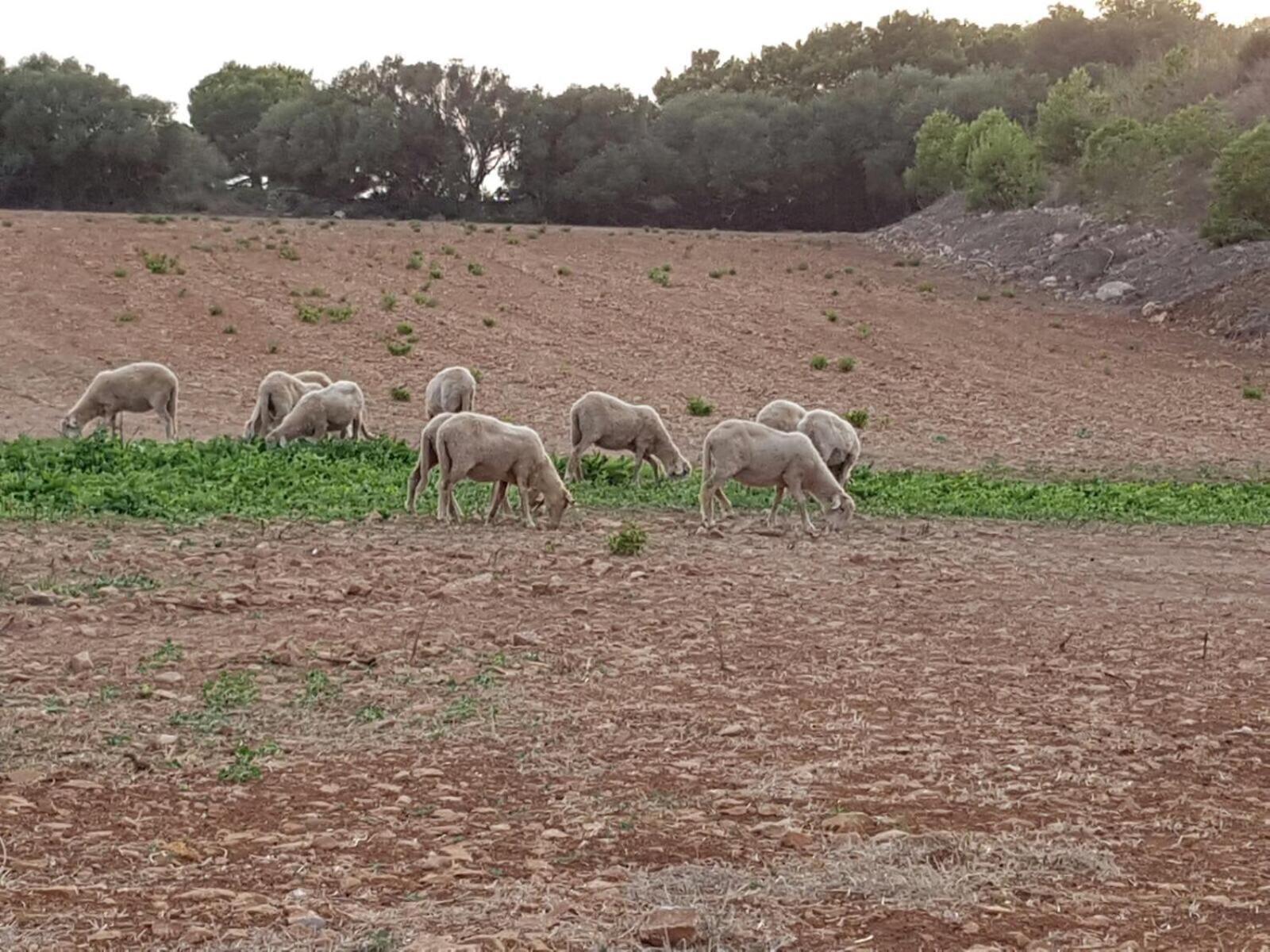 Agroturismo Santa Mariana Alaior Zewnętrze zdjęcie