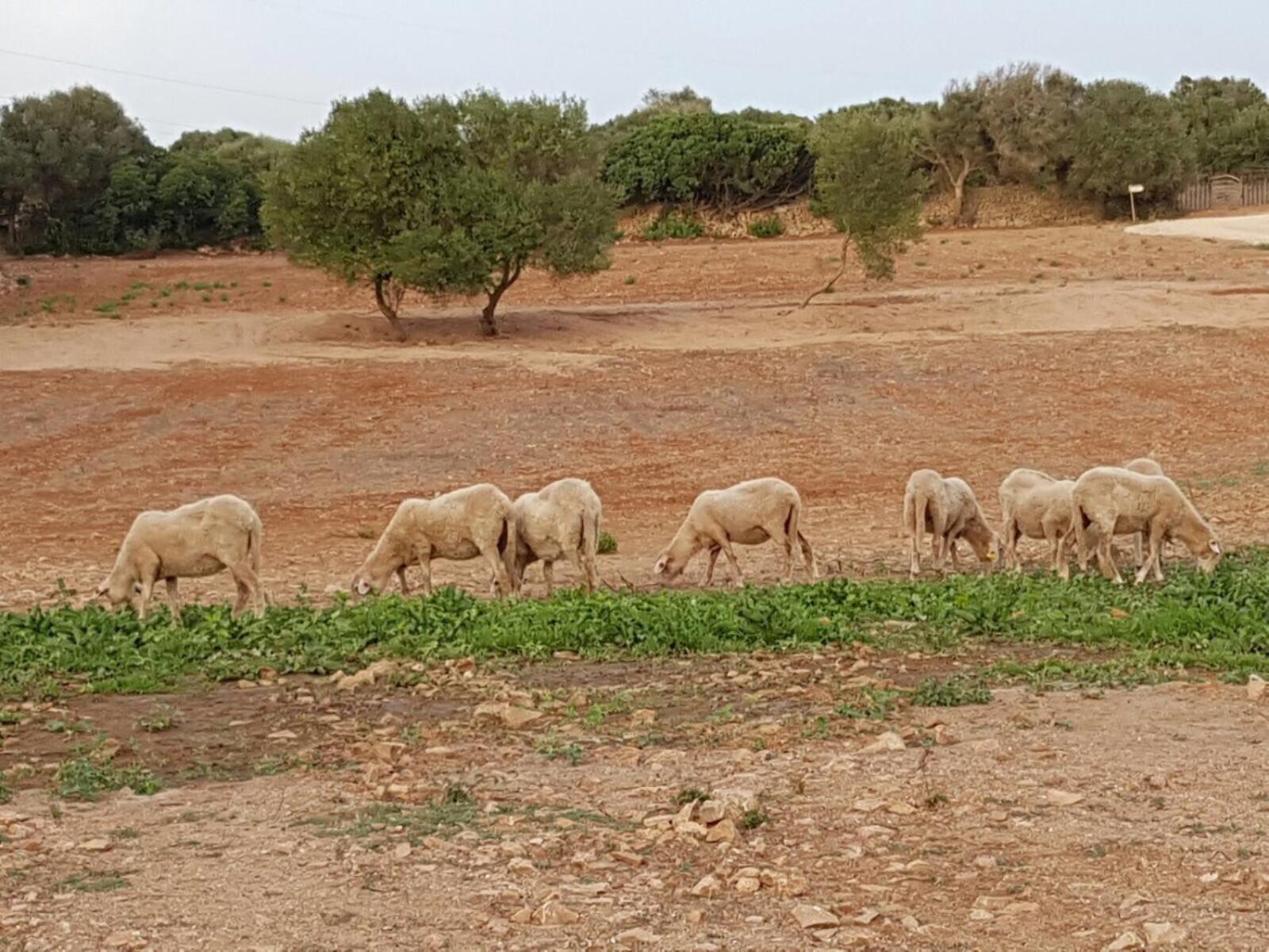 Agroturismo Santa Mariana Alaior Zewnętrze zdjęcie