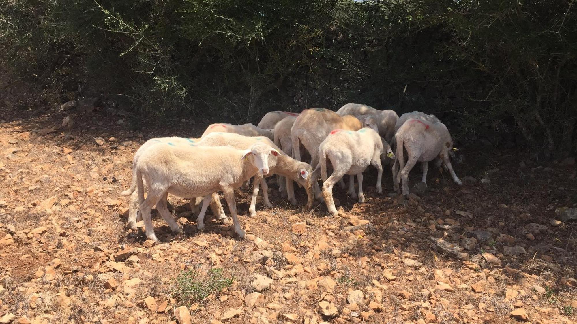 Agroturismo Santa Mariana Alaior Zewnętrze zdjęcie